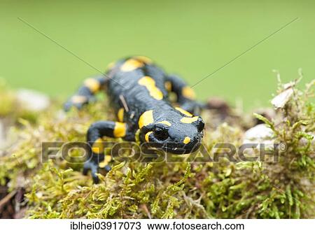 "Fire Salamander (Salamandra salamandra), Upper Austria, Austria, Europe" View Large Photo Image Stock Image - "Fire Salamander (Salamandra salamandra), Upper Austria, Austria, Europe". Fotosearch