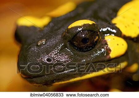 "Fire Salamander (Salamandra salamandra), Styria, Austria, Europe" View Large Photo Image Stock Image - "Fire Salamander (Salamandra salamandra), Styria, Austria, Europe". Fotosearch