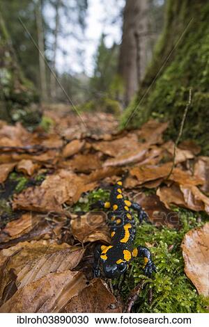 "Fire Salamander (Salamandra salamandra) in a forest, Untersberg Nature Park, Salzburg State, Austria, Europe" View Large Photo Image Stock Image - "Fire Salamander (Salamandra salamandra) in a forest, Untersberg Nature Park, Salzburg State, Austria, Europe". Fotosearch