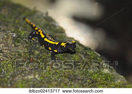 Fire Salamander (Salamandra salamandra), biosphere reserve, Swabian Alb, Baden-Wuerttemberg, Germany, Europe View Large Photo Image Stock Photo - Fire Salamander (Salamandra salamandra), biosphere reserve, Swabian Alb, Baden-Wuerttemberg, Germany, Europe. Fotosearch