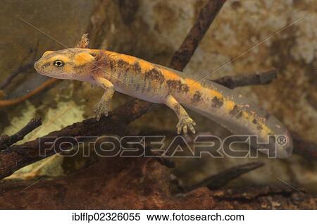 "Fire Salamander (Salamandra salamandra), larva, near metamorphosis, swimming, Italy, Europe" View Large Photo Image Stock Photography - "Fire Salamander (Salamandra salamandra), larva, near metamorphosis, swimming, Italy, Europe". Fotosearch