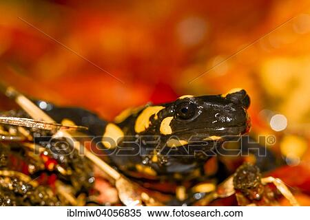 Stock Photography - "Fire Salamander (Salamandra salamandra), Styria, Austria, Europe". Fotosearch