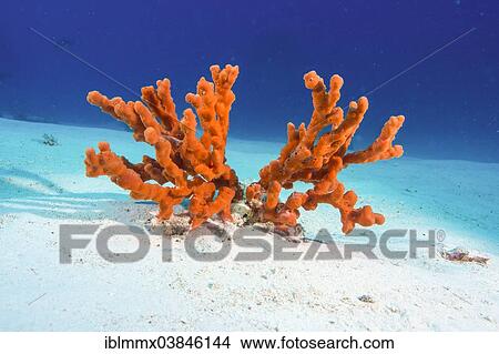 "Fire Sponge (Latrunculia magnifica), Philippines, Asia" View Large Photo Image Picture - "Fire Sponge (Latrunculia magnifica), Philippines, Asia". Fotosearch