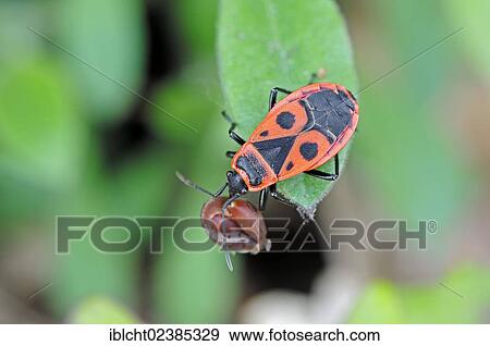 "Firebug (Pyrrhocoris apterus), Provence, Southern France, Europe" View Large Photo Image Stock Photo - "Firebug (Pyrrhocoris apterus), Provence, Southern France, Europe". Fotosearch