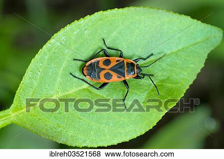 "Firebug (Pyrrhocoris apterus), Perchtoldsdorfer Heide, Perchtoldsdorf, Lower Austria, Austria, Europe" View Large Photo Image Stock Photo - "Firebug (Pyrrhocoris apterus), Perchtoldsdorfer Heide, Perchtoldsdorf, Lower Austria, Austria, Europe". Fotosearch