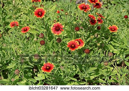 "Firewheel, Indian blanket, Indian Blanketflower or Sundance (Gaillardia pulchella), Merritt Island, Florida, United States, North America" View Large Photo Image Stock Photo - "Firewheel, Indian blanket, Indian Blanketflower or Sundance (Gaillardia pulchella), Merritt Island, Florida, United States, North America". Fotosearch