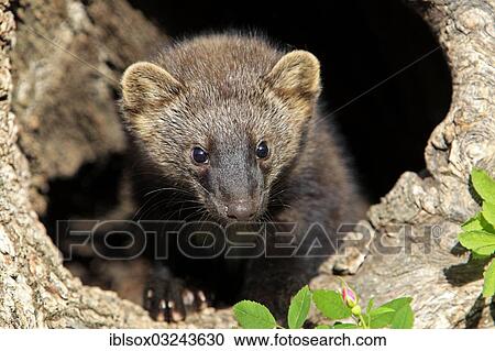 "Fischer (Martes pennanti), cub, fourteen weeks old, in a den, captive, Montana, United States, North America" View Large Photo Image Stock Image - "Fischer (Martes pennanti), cub, fourteen weeks old, in a den, captive, Montana, United States, North America". Fotosearch