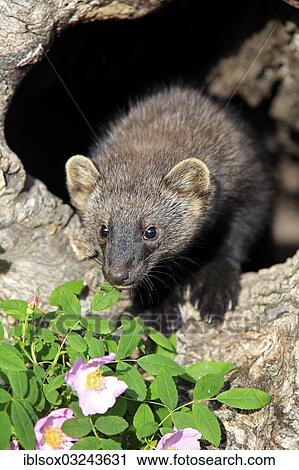"Fischer (Martes pennanti), cub, fourteen weeks old, in a den, captive, Montana, United States, North America" View Large Photo Image Stock Image - "Fischer (Martes pennanti), cub, fourteen weeks old, in a den, captive, Montana, United States, North America". Fotosearch