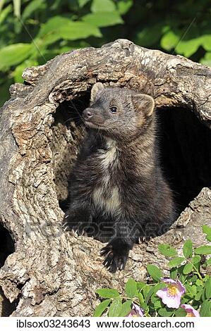 Stock Image - "Fischer (Martes pennanti), cub, fourteen weeks old, in a den, captive, Montana, United States, North America". Fotosearch