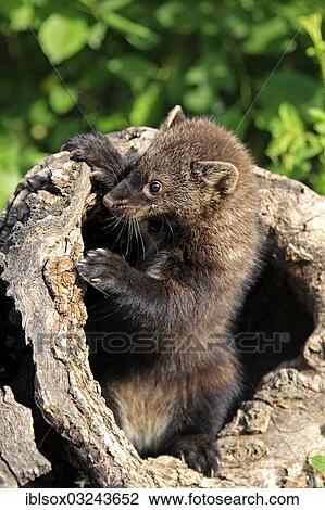 Stock Image - "Fischer (Martes pennanti), cub, fourteen weeks old, in a den, captive, Montana, United States, North America". Fotosearch