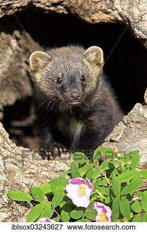 "Fischer (Martes pennanti), cub, fourteen weeks old, in a den, captive, Montana, United States, North America" View Large Photo Image Stock Photo - "Fischer (Martes pennanti), cub, fourteen weeks old, in a den, captive, Montana, United States, North America". Fotosearch