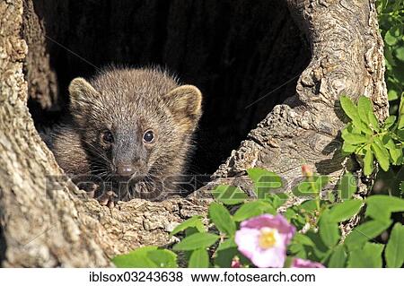 "Fischer (Martes pennanti), cub, fourteen weeks old, in a den, captive, Montana, United States, North America" View Large Photo Image Stock Photo - "Fischer (Martes pennanti), cub, fourteen weeks old, in a den, captive, Montana, United States, North America". Fotosearch