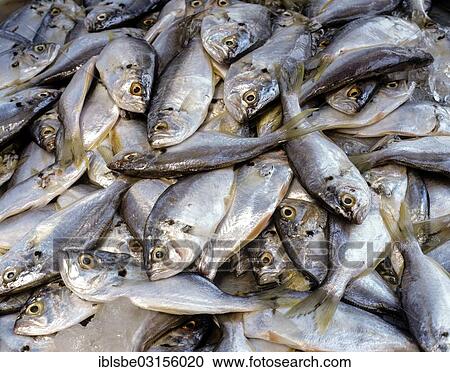 "Fish at the fish market, Thai food, Bangkok, Central Thailand, Thailand, Asia" View Large Photo Image Stock Image - "Fish at the fish market, Thai food, Bangkok, Central Thailand, Thailand, Asia". Fotosearch