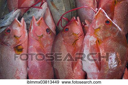 "Fish at the fish market, Victoria, Mahe, Seychelles, Africa" View Large Photo Image Stock Photo - "Fish at the fish market, Victoria, Mahe, Seychelles, Africa". Fotosearch