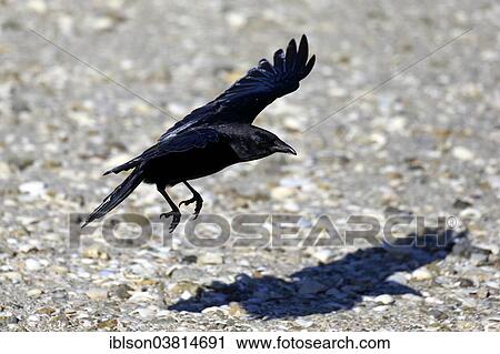 "Fish Crow (Corvus ossifragus), adult, Sanibel Island, Florida, USA" View Large Photo Image Stock Image - "Fish Crow (Corvus ossifragus), adult, Sanibel Island, Florida, USA". Fotosearch