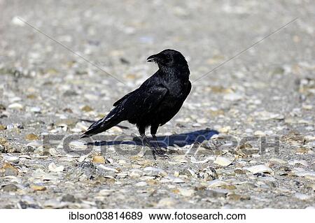 "Fish Crow (Corvus ossifragus), adult, Sanibel Island, Florida, USA" View Large Photo Image Stock Photo - "Fish Crow (Corvus ossifragus), adult, Sanibel Island, Florida, USA". Fotosearch