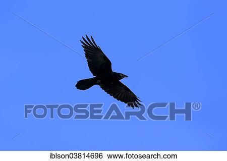 "Fish Crow (Corvus ossifragus), adult, Sanibel Island, Florida, USA" View Large Photo Image Stock Photograph - "Fish Crow (Corvus ossifragus), adult, Sanibel Island, Florida, USA". Fotosearch
