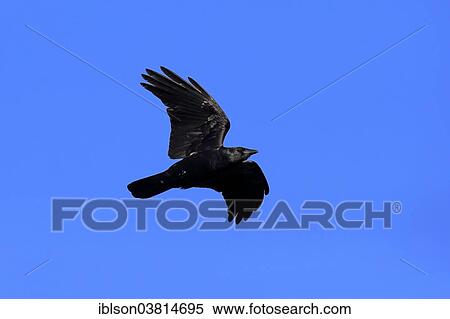 "Fish Crow (Corvus ossifragus), adult, Sanibel Island, Florida, USA" View Large Photo Image Stock Photography - "Fish Crow (Corvus ossifragus), adult, Sanibel Island, Florida, USA". Fotosearch