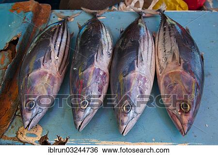 Stock Photograph - "Fish for sale at the market hall, Honiara, Honiara City Province, Solomon Islands, Oceania". Fotosearch