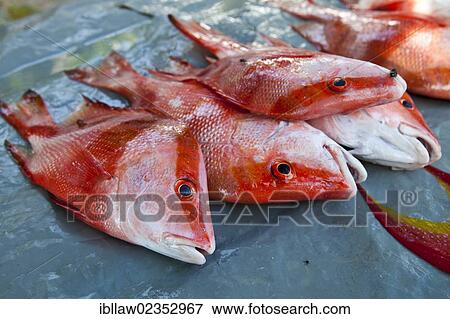 "Fish for sale, fish market at the Anse Royale, Mahe, Seychelles, Africa, Indian Ocean, Africa" View Large Photo Image Stock Photo - "Fish for sale, fish market at the Anse Royale, Mahe, Seychelles, Africa, Indian Ocean, Africa". Fotosearch