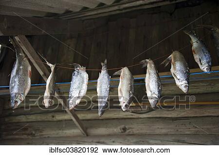 Stock Image - "Fish hung up for drying, Vilusi, Estonia, Baltic States, Europe". Fotosearch