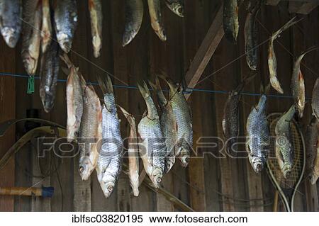 Stock Photography - "Fish hung up for drying, Vilusi, Estonia, Baltic States, Europe". Fotosearch