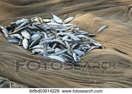 Stock Photo - "Fish in a fishing net, Varkala, Kerala, India, Asia". Fotosearch