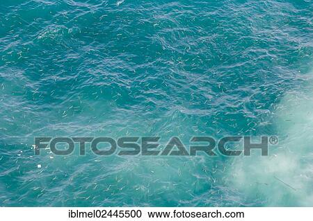 Stock Image - "Fish in the waters of Europa Point, Gibraltar, Europe". Fotosearch
