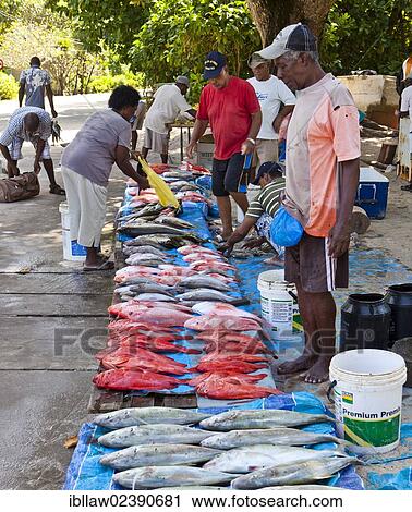 "Fish market at Anse Royale, Mahe Island, Seychelles, Africa, Indian Ocean, Africa" View Large Photo Image Stock Image - "Fish market at Anse Royale, Mahe Island, Seychelles, Africa, Indian Ocean, Africa". Fotosearch