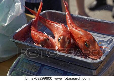 "Fish on scales, fish market in the old port, historic center, Marseille, Departement Bouches-du-Rhone, Region Provence-Alpes-Cote d’Azur d’Azur, France, Europe" View Large Photo Image Stock Image - "Fish on scales, fish market in the old port, historic center, Marseille, Departement Bouches-du-Rhone, Region Provence-Alpes-Cote d’Azur d’Azur, France, Europe". Fotosearch