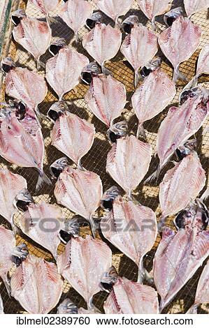 Stock Image - "Fish sun-drying, Praia da Nazare, Beach, Nazare, Oeste, Leiria District, Portugal, Europe". Fotosearch