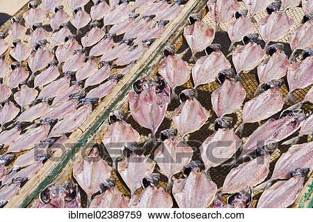 "Fish sun-drying, Praia da Nazare, Beach, Nazare, Oeste, Leiria District, Portugal, Europe" View Large Photo Image Stock Photo - "Fish sun-drying, Praia da Nazare, Beach, Nazare, Oeste, Leiria District, Portugal, Europe". Fotosearch
