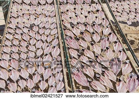 Fish sun drying, Praia da Nazare, Beach, Nazare, Oeste, Leiria District, Portugal, Europe View Large Photo Image Stock Photo - Fish sun drying, Praia da Nazare, Beach, Nazare, Oeste, Leiria District, Portugal, Europe. Fotosearch