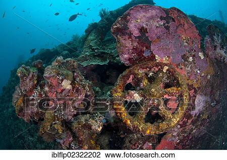 "Fish swimming around coral encrusted wheel of shipwreck, Liberty Wreck, Tulamben, Bali, Lesser Sunda Islands, Indonesia, Southeast Asia, Asia" View Large Photo Image Stock Image - "Fish swimming around coral encrusted wheel of shipwreck, Liberty Wreck, Tulamben, Bali, Lesser Sunda Islands, Indonesia, Southeast Asia, Asia". Fotosearch