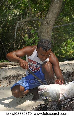 "Fisherman gutting a large fish, Runi Island, Biak, West Papua, Indonesia, Asia" View Large Photo Image Stock Image - "Fisherman gutting a large fish, Runi Island, Biak, West Papua, Indonesia, Asia". Fotosearch