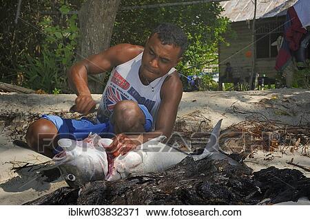 "Fisherman gutting a large fish, Runi Island, Biak, West Papua, Indonesia, Asia" View Large Photo Image Stock Image - "Fisherman gutting a large fish, Runi Island, Biak, West Papua, Indonesia, Asia". Fotosearch