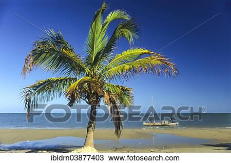 "Fisherman in a boat off a beach with palm tree, Nosy Boraha, Madagascar, Africa" View Large Photo Image Stock Image - "Fisherman in a boat off a beach with palm tree, Nosy Boraha, Madagascar, Africa". Fotosearch