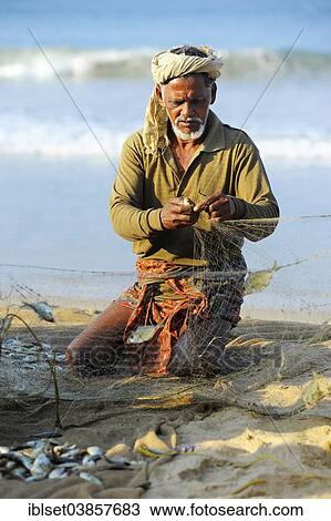 Stock Image - "Fisherman taking small fish out of the net, on the beach, Arabian Sea, Varkala, Kerala, South India, India, Asia". Fotosearch
