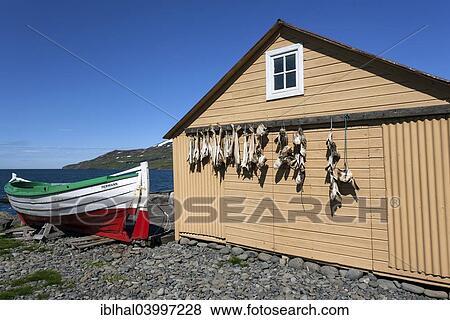 "Fisherman's hut with boat and the sea, Grenivik, Iceland, Europe" View Large Photo Image Stock Photo - "Fisherman's hut with boat and the sea, Grenivik, Iceland, Europe". Fotosearch