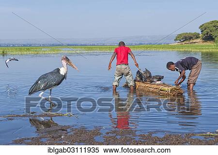 "Fishermen and Marabou Stork (Leptoptilos crumeniferus), Awasa harbor, Awasa, Ethiopia, Africa" View Large Photo Image Stock Photography - "Fishermen and Marabou Stork (Leptoptilos crumeniferus), Awasa harbor, Awasa, Ethiopia, Africa". Fotosearch