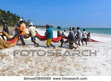 "Fishermen, day labourers, hauling in a net on the beach, near Kottegoda, Southern Province, Sri Lanka, Asia" View Large Photo Image Stock Photo - "Fishermen, day labourers, hauling in a net on the beach, near Kottegoda, Southern Province, Sri Lanka, Asia". Fotosearch