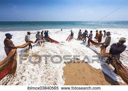 "Fishermen, day labourers, hauling in a net on the beach, near Kottegoda, Southern Province, Sri Lanka, Asia" View Large Photo Image Stock Photography - "Fishermen, day labourers, hauling in a net on the beach, near Kottegoda, Southern Province, Sri Lanka, Asia". Fotosearch