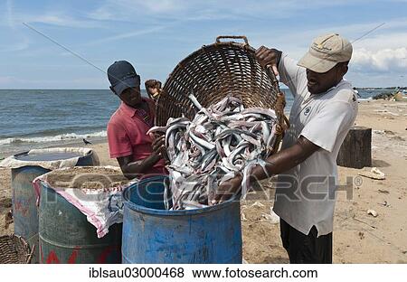 Stock Photo - "Fishermen emptying fishing from a basket into a barrel for salting, beach, Indian Ocean, Negombo, Sri Lanka, Asia". Fotosearch