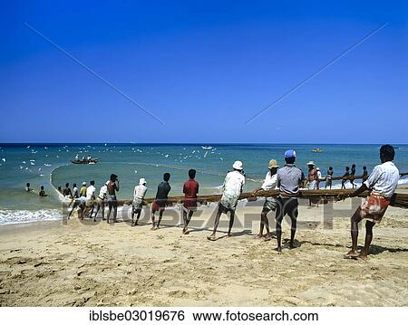 "Fishermen pulling a fishing net on to the beach, Beruwala, Kalutara Distrikt, Sri Lanka, Asia" View Large Photo Image Stock Photograph - "Fishermen pulling a fishing net on to the beach, Beruwala, Kalutara Distrikt, Sri Lanka, Asia". Fotosearch