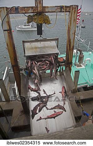 "Fishermen unload their catch at the Chatham Fish Pier, Chatham, Massachusetts, USA" View Large Photo Image Stock Photography - "Fishermen unload their catch at the Chatham Fish Pier, Chatham, Massachusetts, USA". Fotosearch