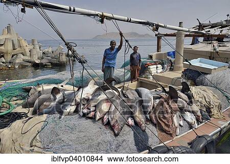 "Fishermen with countless sharks on their boat, Mirbat, Dhofar Region, Oman, Asia" View Large Photo Image Picture - "Fishermen with countless sharks on their boat, Mirbat, Dhofar Region, Oman, Asia". Fotosearch