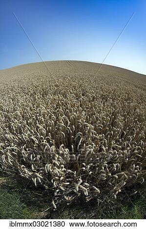 Stock Image - "Fisheye view of a wheat field, cornfield, Ostheim, Nidderau, Hesse, Germany, Europe". Fotosearch