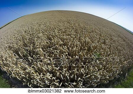 Stock Image - "Fisheye view of a wheat field, cornfield, Ostheim, Nidderau, Hesse, Germany, Europe". Fotosearch