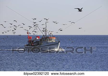 "Fishing boat, accompanied by a flock of seagulls, on its way back to Travemuende, Schleswig-Holstein, Germany, Europe" View Large Photo Image Stock Image - "Fishing boat, accompanied by a flock of seagulls, on its way back to Travemuende, Schleswig-Holstein, Germany, Europe". Fotosearch