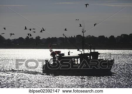"Fishing boat, accompanied by a flock of seagulls, on its way back to Travemuende, Schleswig-Holstein, Germany, Europe" View Large Photo Image Stock Photo - "Fishing boat, accompanied by a flock of seagulls, on its way back to Travemuende, Schleswig-Holstein, Germany, Europe". Fotosearch